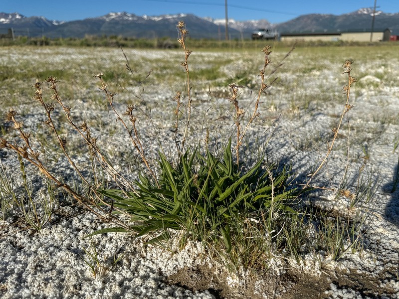 Pyrrocoma prionophylla photo 6
