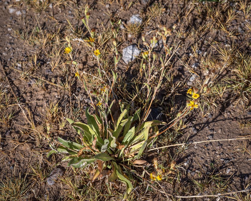Pyrrocoma prionophylla photo 8
