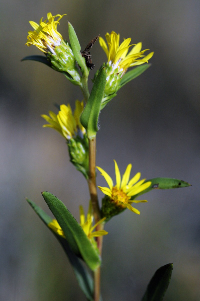Clustered Goldenweed