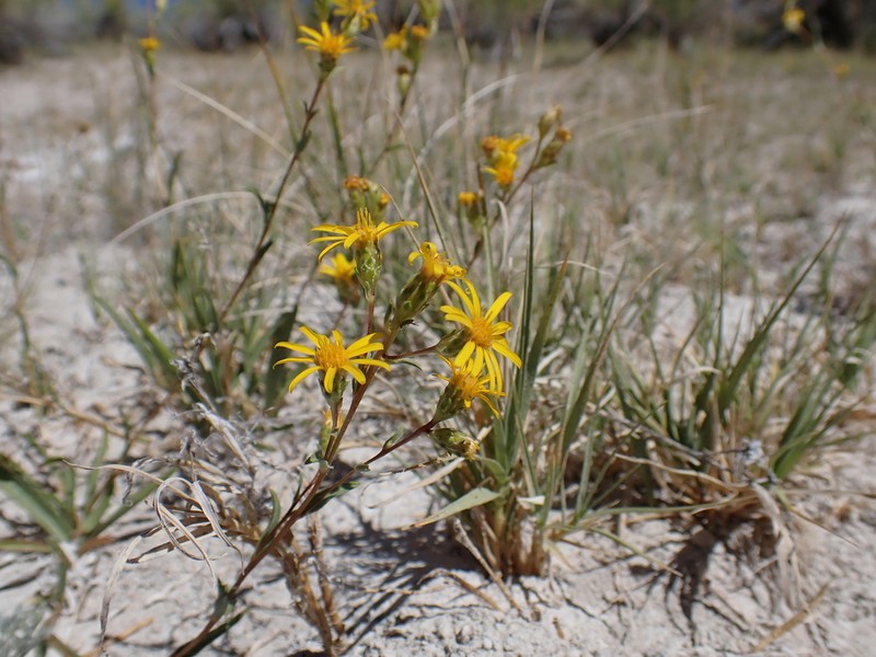 Clustered Goldenweed photo 2