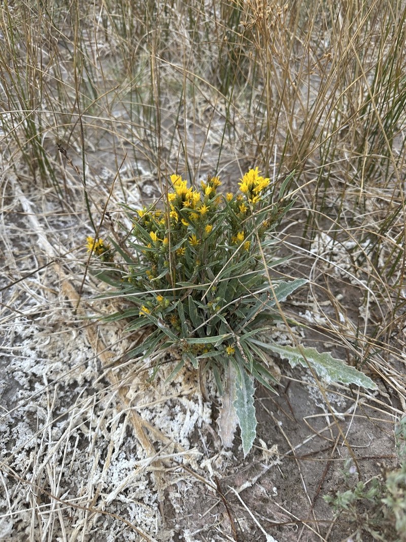 Clustered Goldenweed photo 3
