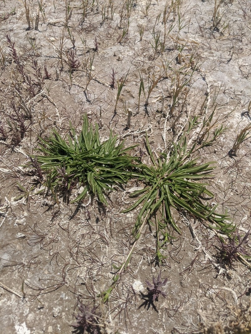 Clustered Goldenweed photo 4