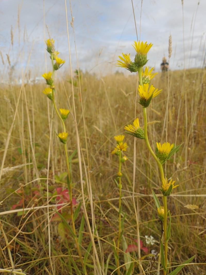 Clustered Goldenweed photo 5