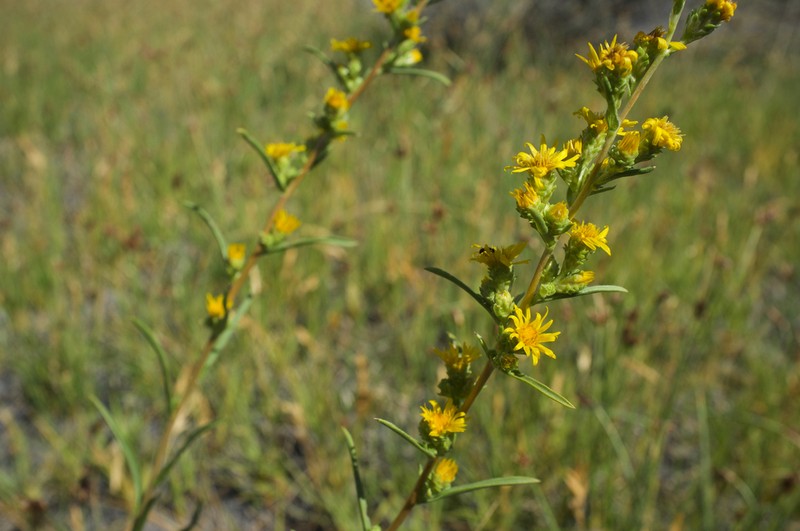 Clustered Goldenweed photo 6