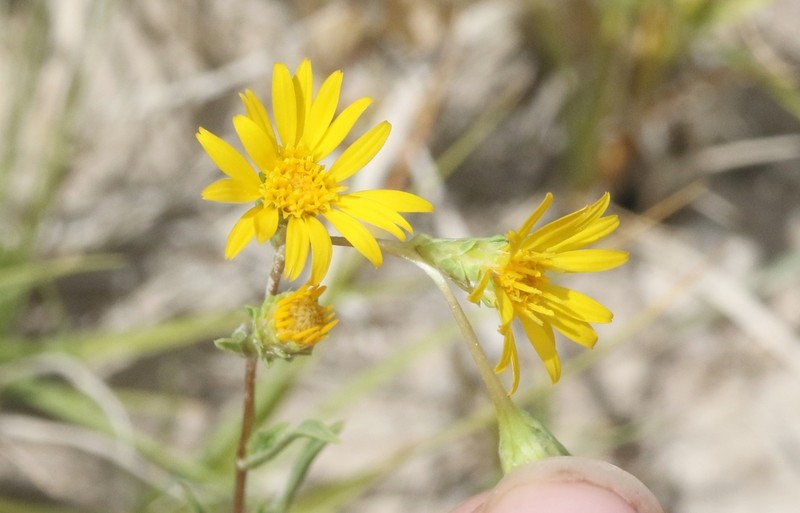 Clustered Goldenweed photo 7