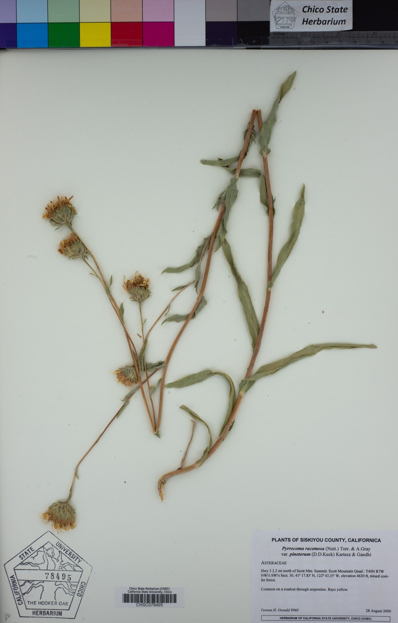 Pyrrocoma racemosa var. pinetorum