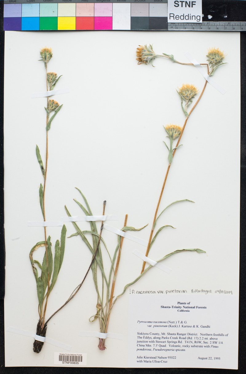 Pyrrocoma racemosa var. pinetorum photo 2