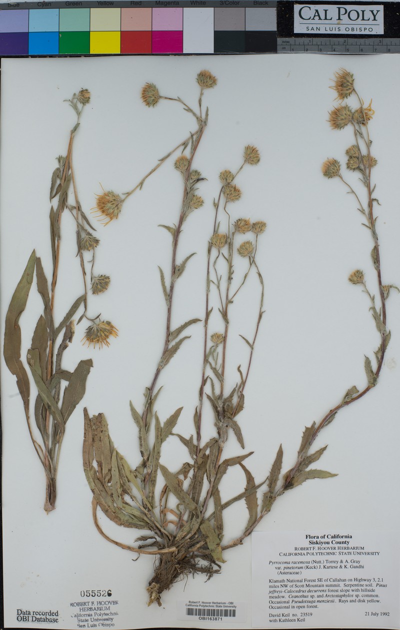 Pyrrocoma racemosa var. pinetorum photo 3