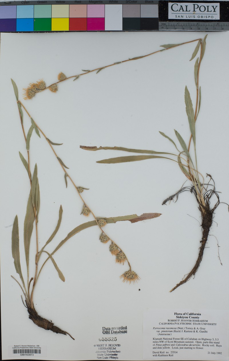 Pyrrocoma racemosa var. pinetorum photo 4
