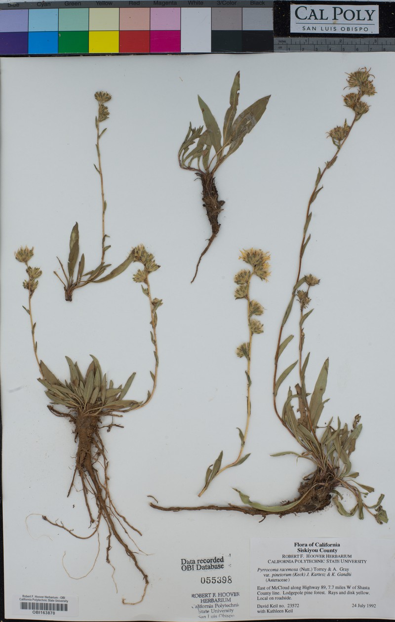 Pyrrocoma racemosa var. pinetorum photo 5