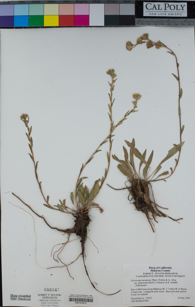 Pyrrocoma racemosa var. pinetorum photo 6