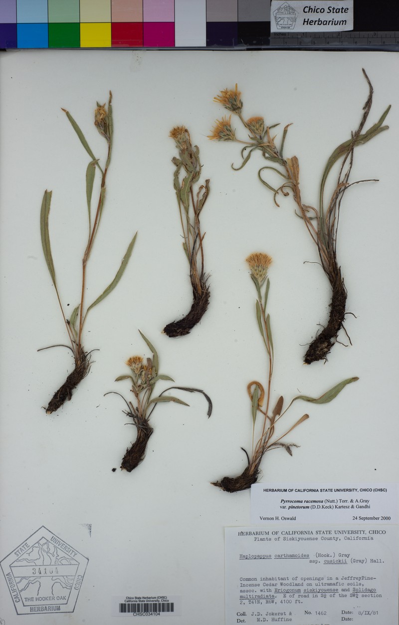 Pyrrocoma racemosa var. pinetorum photo 7