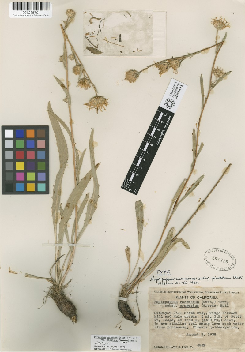Pyrrocoma racemosa var. pinetorum photo 8