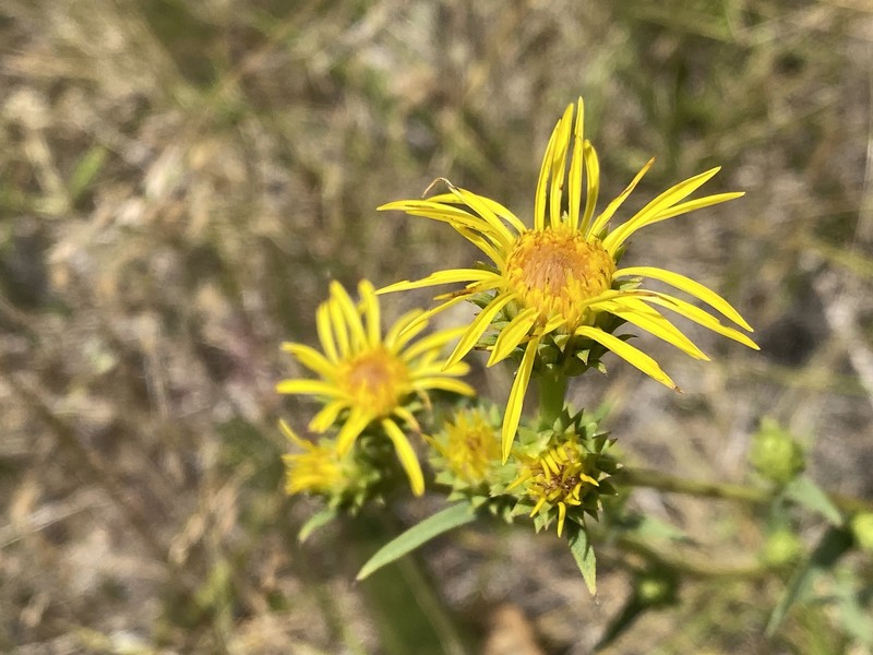 Pyrrocoma racemosa var. racemosa