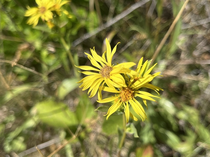 Pyrrocoma racemosa var. racemosa photo 2