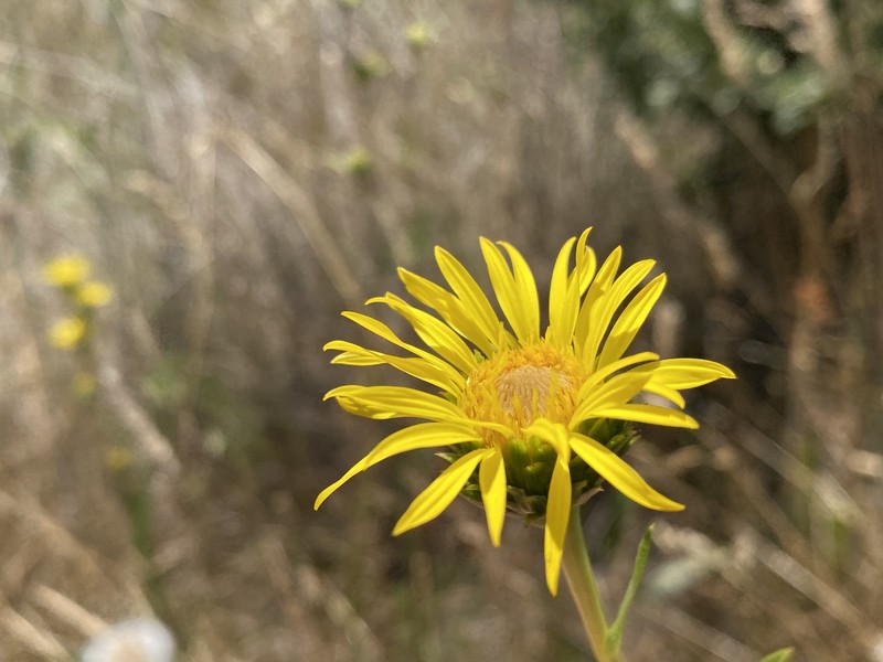 Pyrrocoma racemosa var. racemosa photo 3