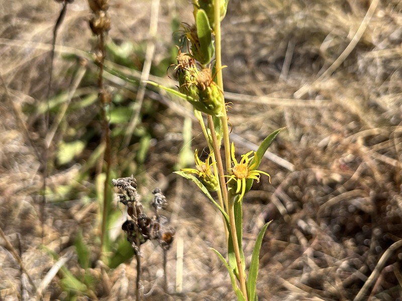 Pyrrocoma racemosa var. racemosa photo 5
