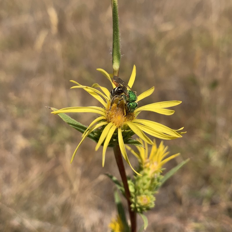 Pyrrocoma racemosa var. racemosa photo 6