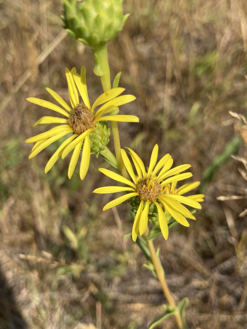 Pyrrocoma racemosa var. racemosa photo 8