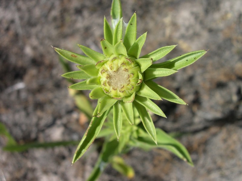 Ray Goldenweed photo 4