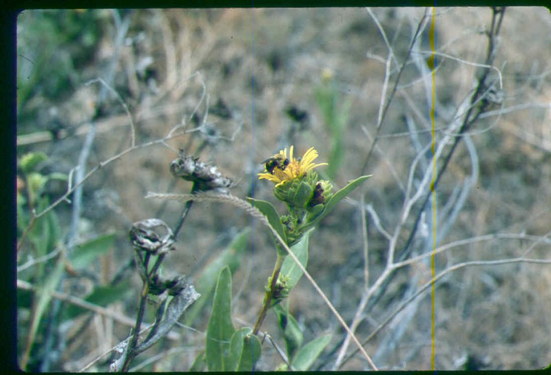 Ray Goldenweed photo 5