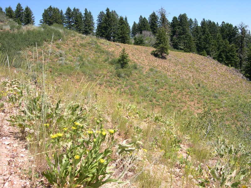 Ray Goldenweed photo 2