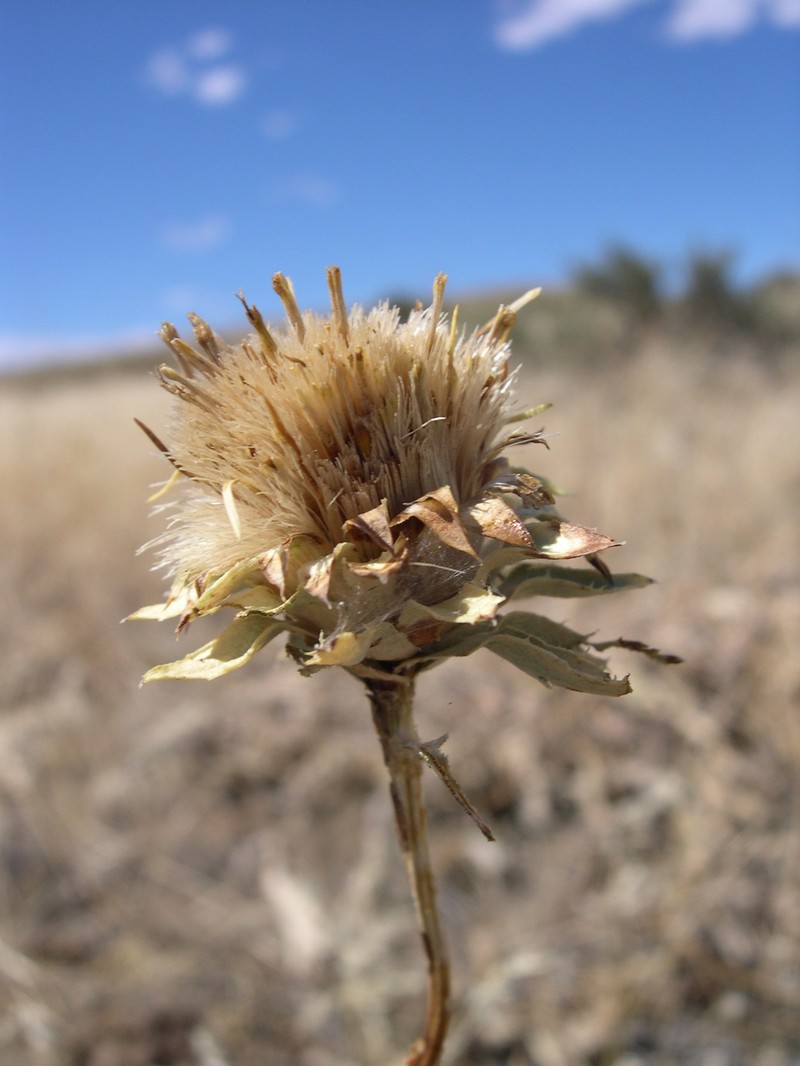 Ray Goldenweed photo 3