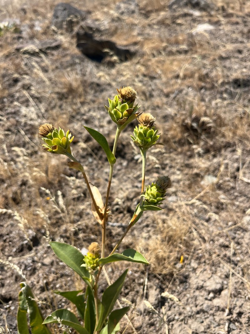 Ray Goldenweed photo 3