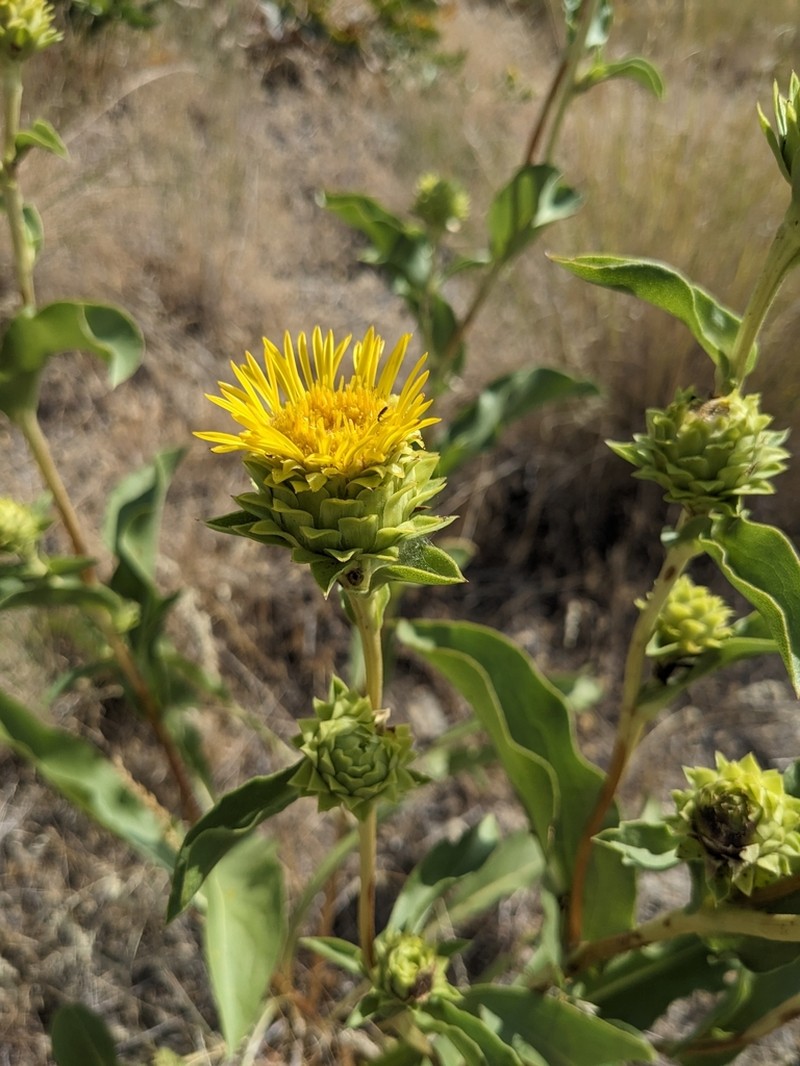 Ray Goldenweed photo 4