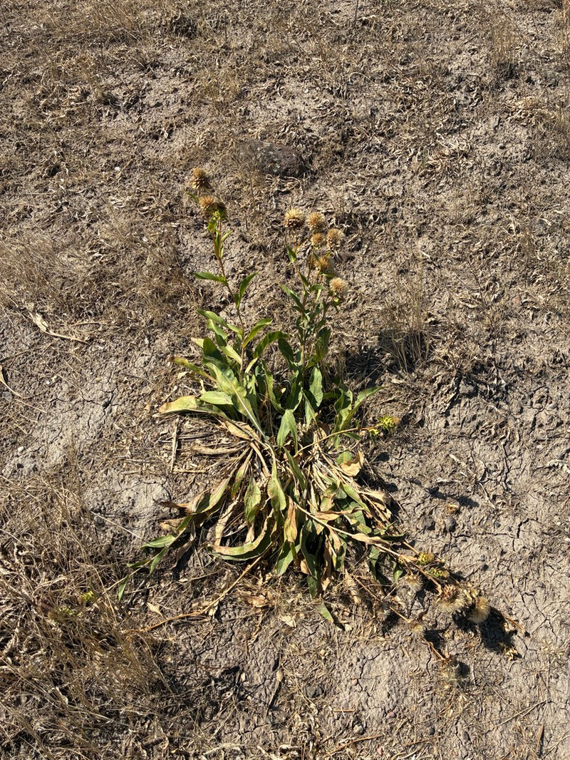 Ray Goldenweed photo 5