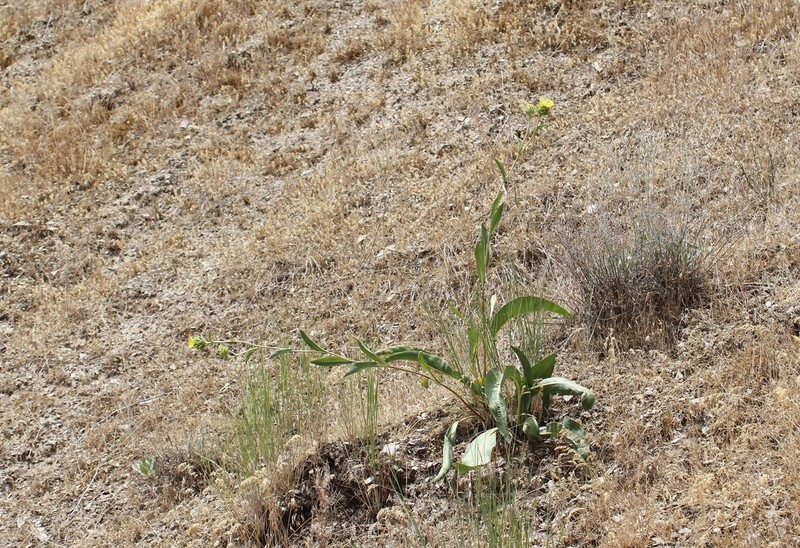 Ray Goldenweed photo 6