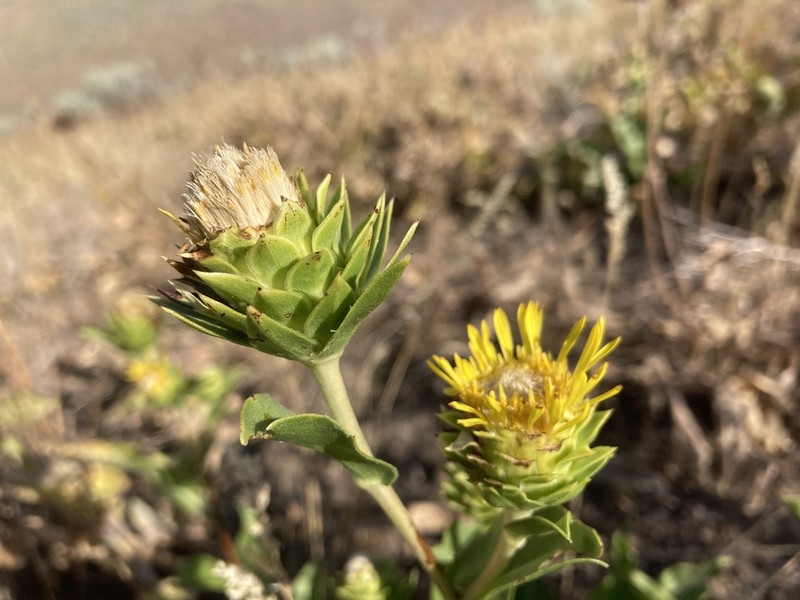 Ray Goldenweed photo 7