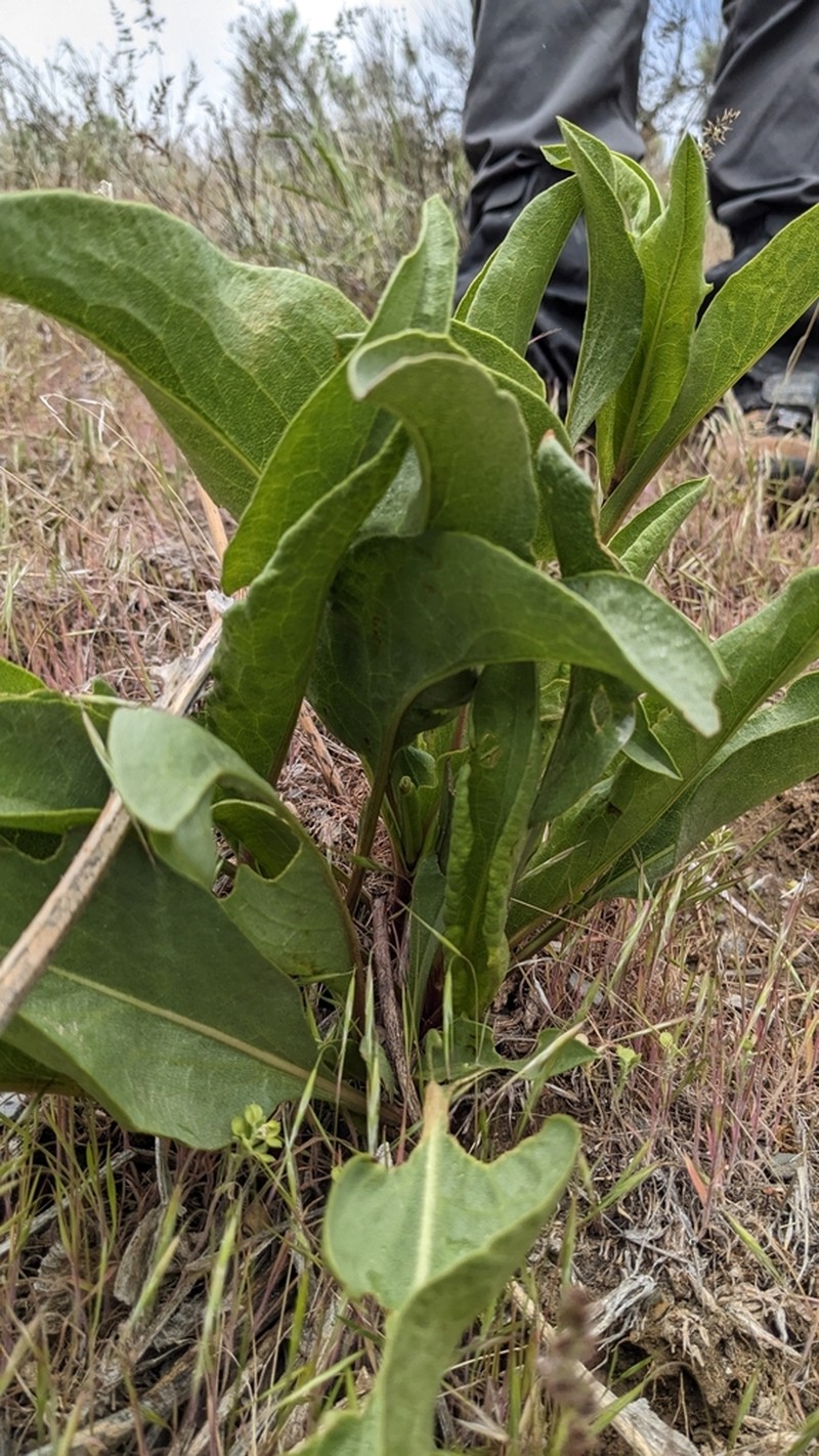 Ray Goldenweed photo 8