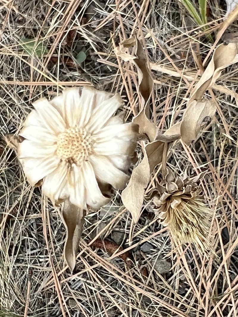 Palouse Goldenweed