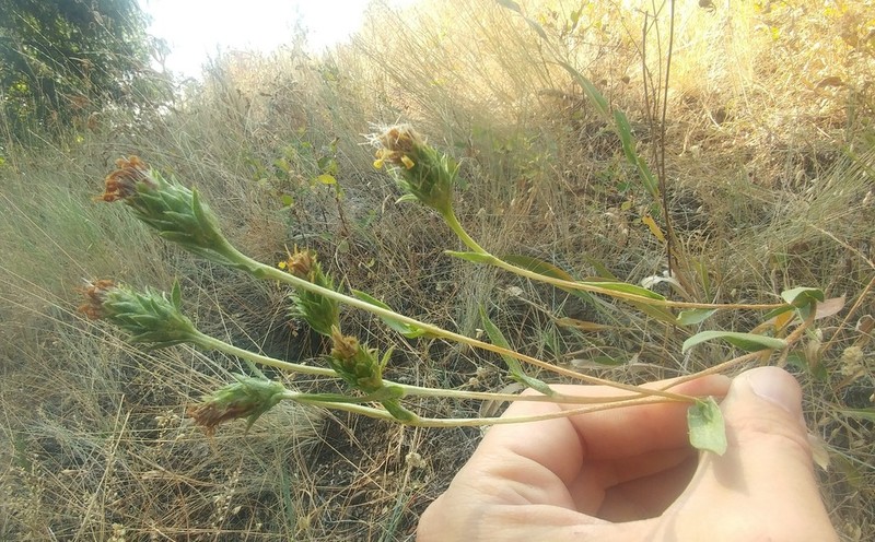Palouse Goldenweed photo 2