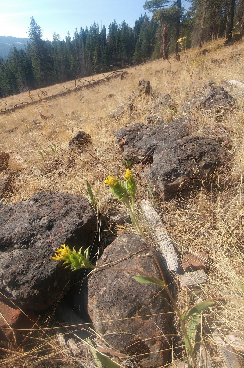 Palouse Goldenweed photo 5