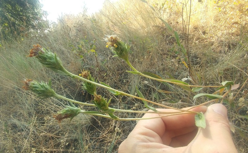 Palouse Goldenweed photo 6