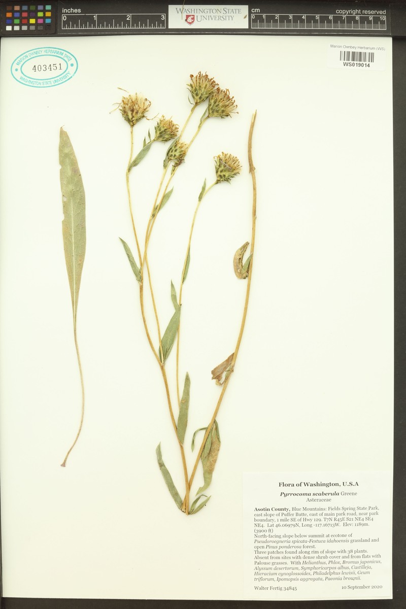Palouse Goldenweed photo 7