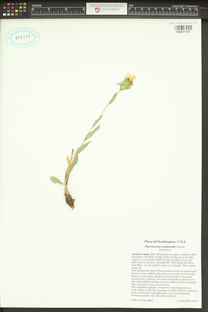 Palouse Goldenweed photo 8