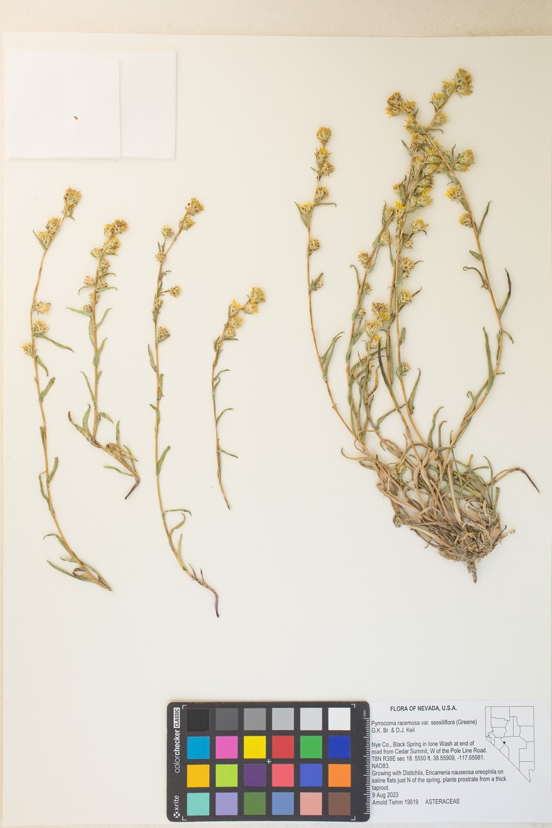 Pyrrocoma sessiliflora