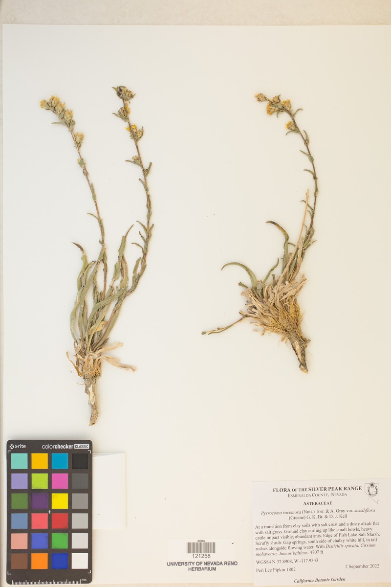 Pyrrocoma sessiliflora photo 2