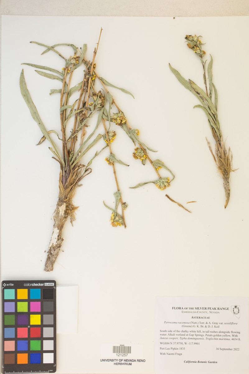 Pyrrocoma sessiliflora photo 3