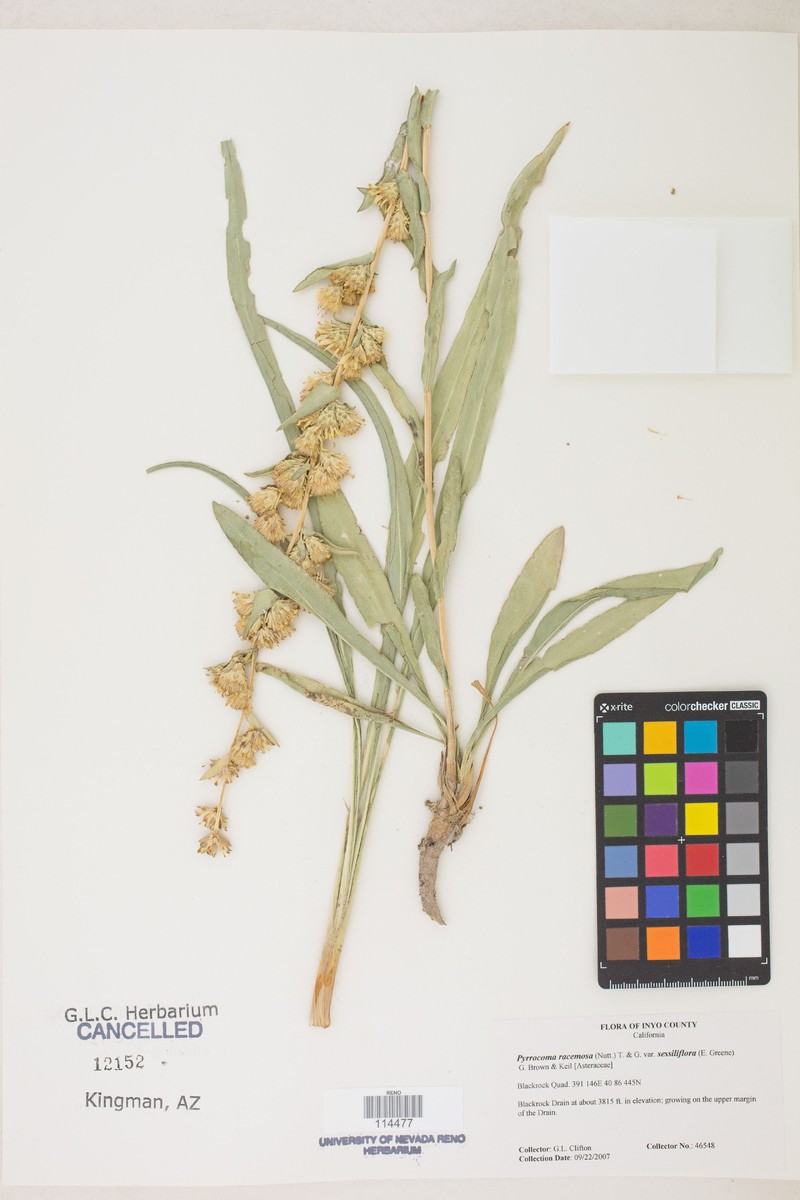 Pyrrocoma sessiliflora photo 4