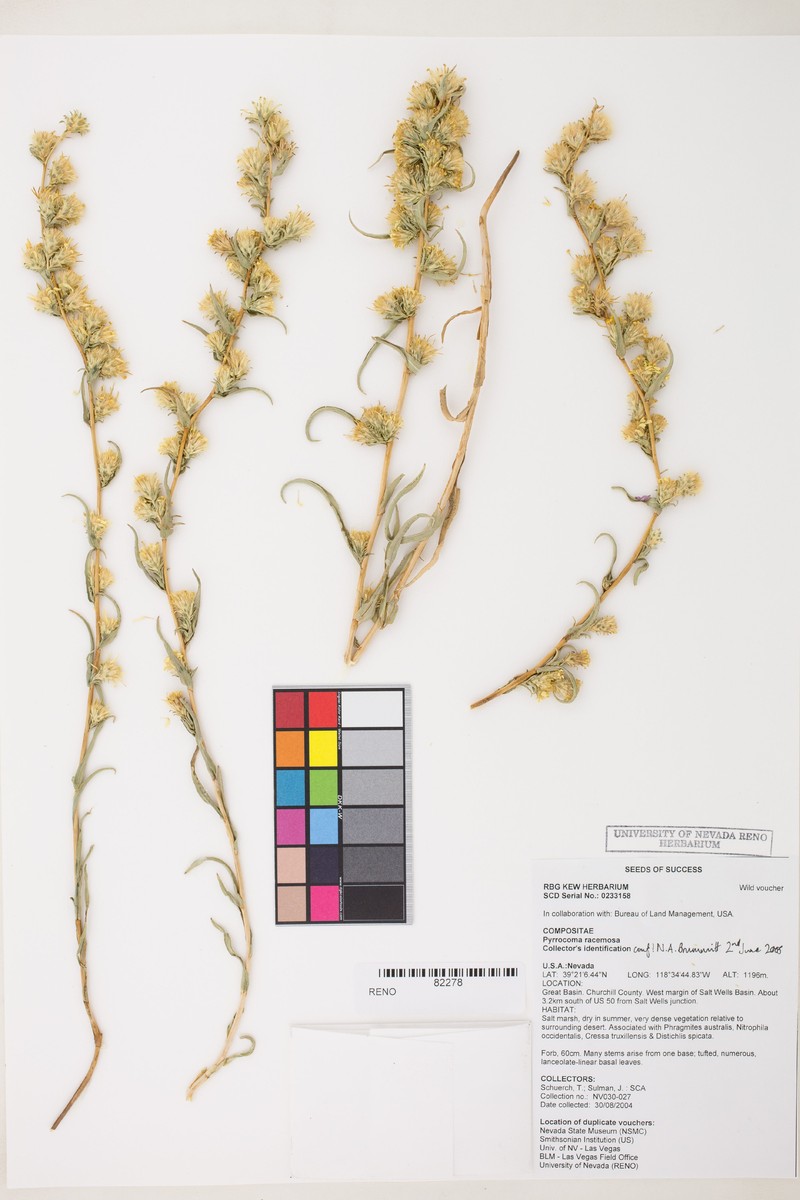 Pyrrocoma sessiliflora photo 5
