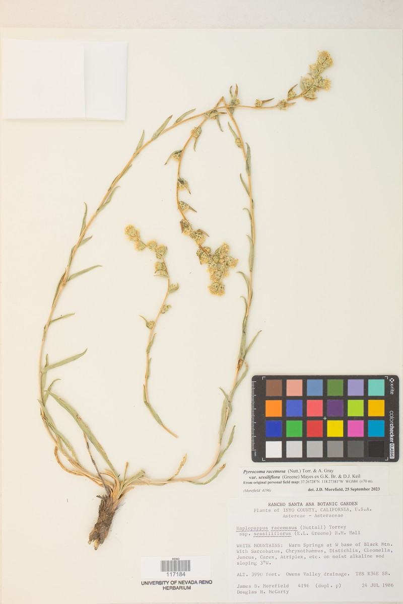 Pyrrocoma sessiliflora photo 6
