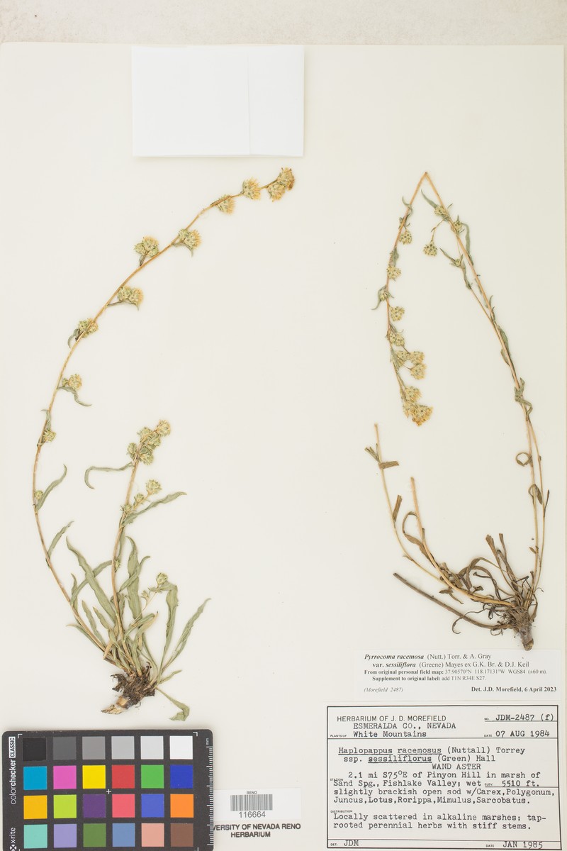 Pyrrocoma sessiliflora photo 7