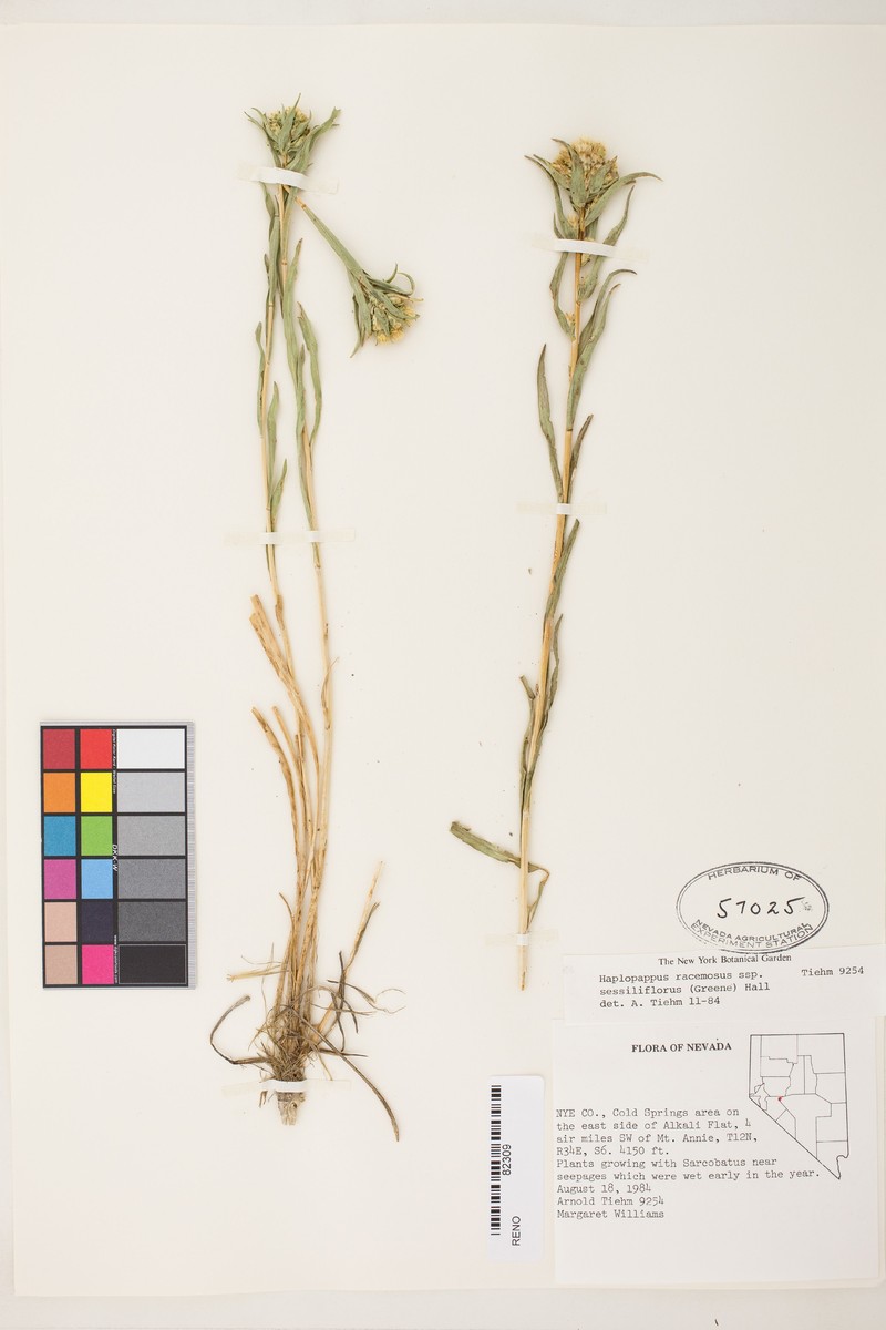 Pyrrocoma sessiliflora photo 8