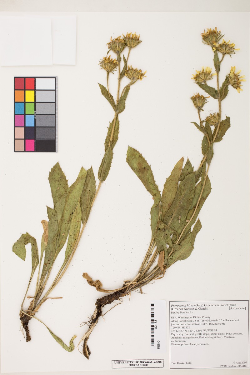 Pyrrocoma sonchifolia