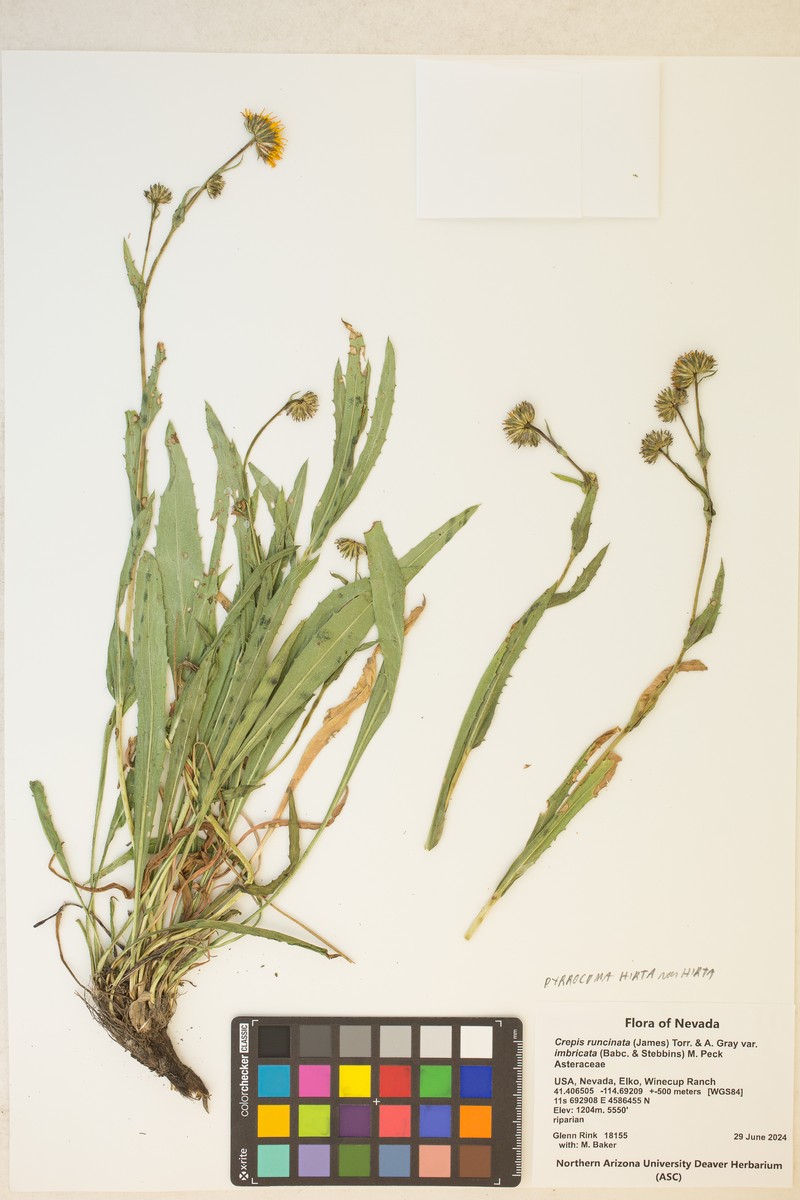 Pyrrocoma subviscosa