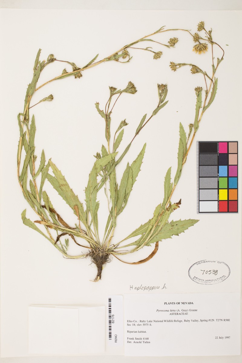 Pyrrocoma subviscosa photo 2